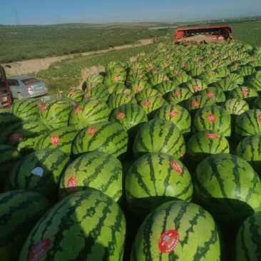 宁夏硒砂瓜大量供应，产地直发一手货源支持视频在线观看