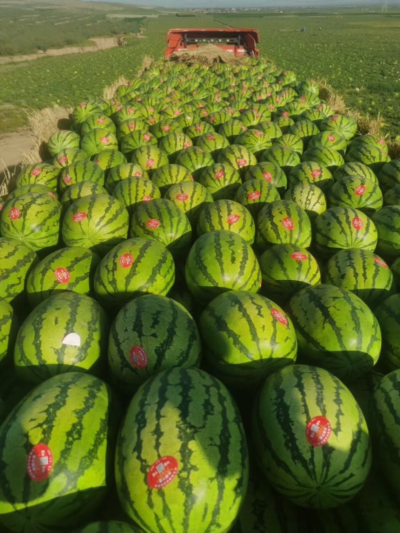 宁夏硒砂瓜大量供应，产地直发一手货源支持视频在线观看