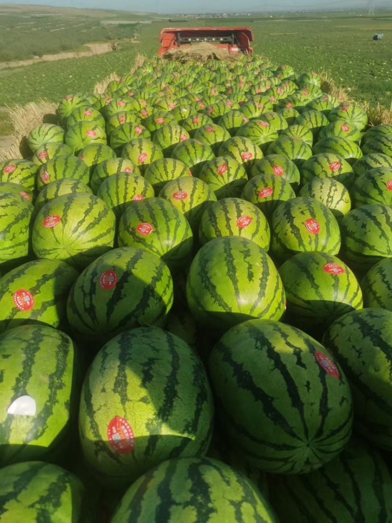 宁夏硒砂瓜大量供应，产地直发一手货源支持视频在线观看
