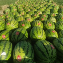 甘肃金花1号硒砂瓜大量供应，糖度高乃运输支持视频看货