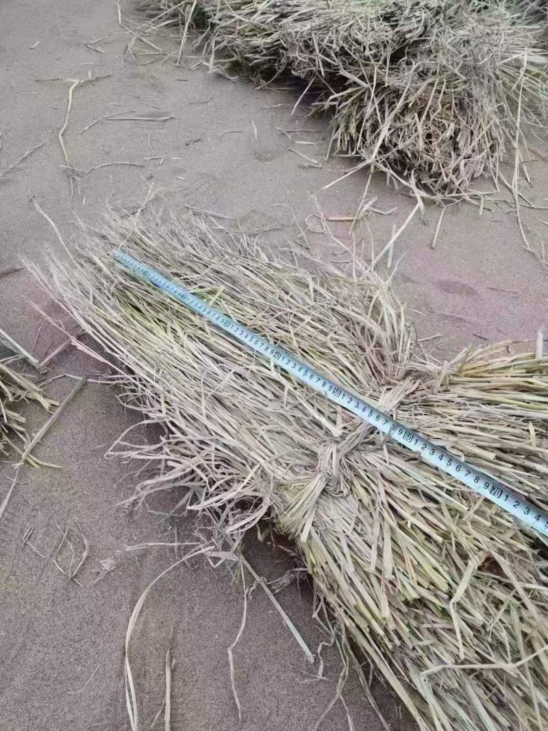 稻草治沙草防风固沙帮绿化酒厂草草莲子长60-85