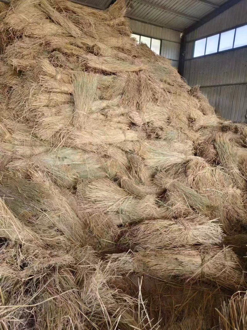 稻草治沙草防风固沙帮绿化酒厂草草莲子长60-85