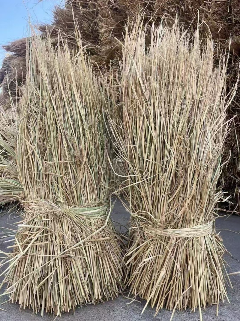 稻草治沙草防风固沙帮绿化酒厂草草莲子长60-85