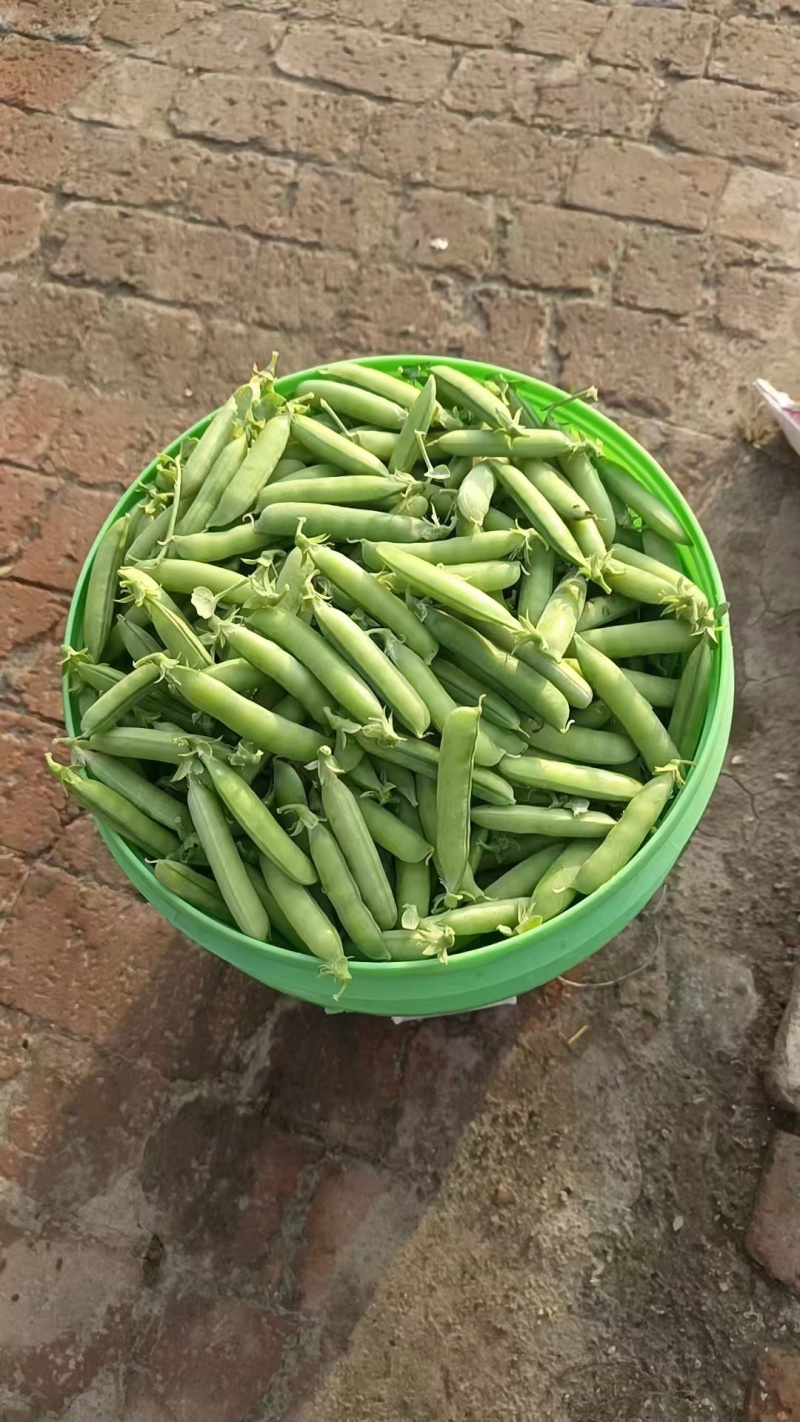 吉林公主岭豌豆大量上市，质量好，欢迎采购！