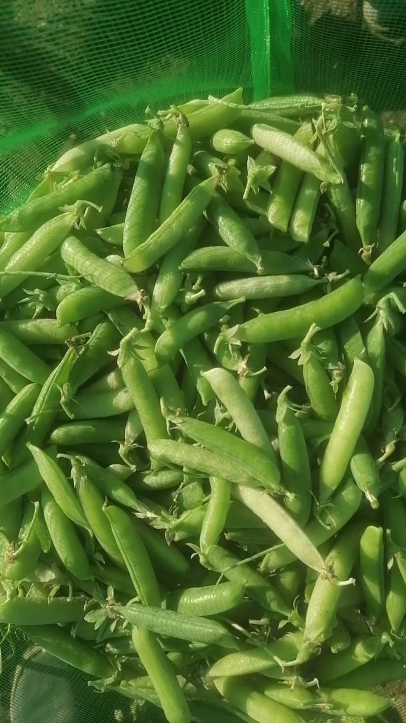 吉林公主岭豌豆大量上市，质量好，欢迎采购！
