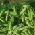 吉林公主岭豌豆大量上市，质量好，欢迎采购！