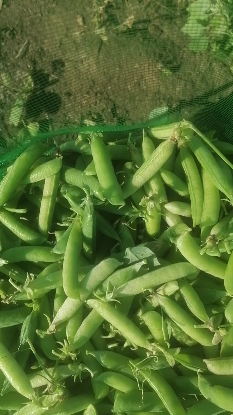 吉林公主岭豌豆大量上市，质量好，欢迎采购！