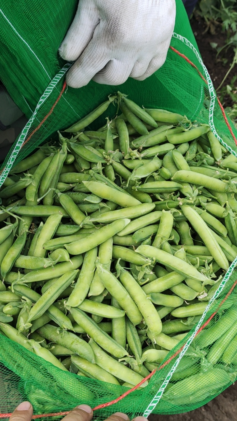 吉林公主岭豌豆大量上市，质量好，欢迎采购！