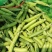 吉林公主岭豌豆大量上市，质量好，欢迎采购！
