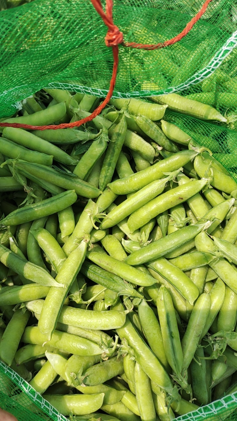 吉林公主岭豌豆大量上市，质量好，欢迎采购！
