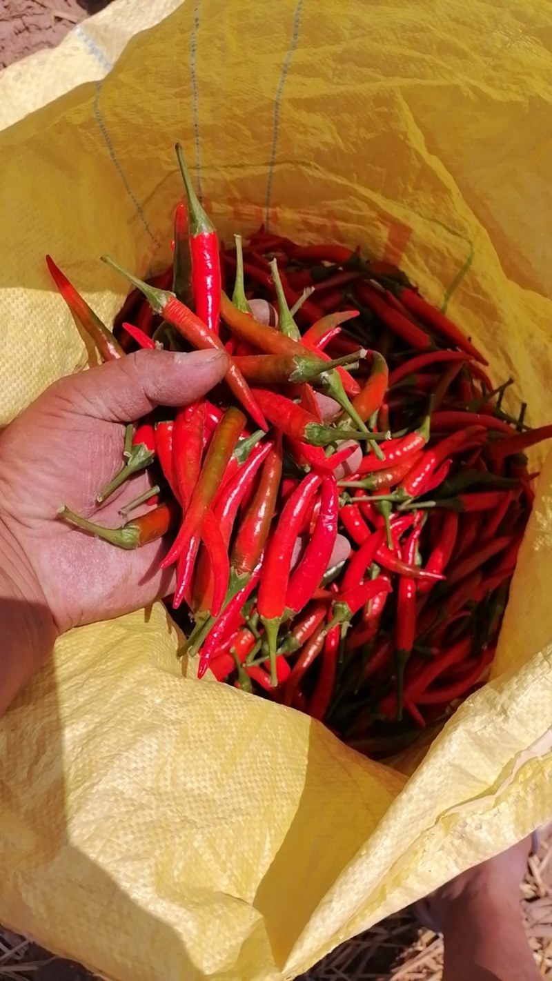 精品小米辣供商超市场电商平台食堂