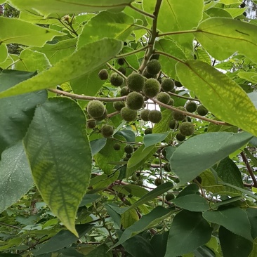 构树果