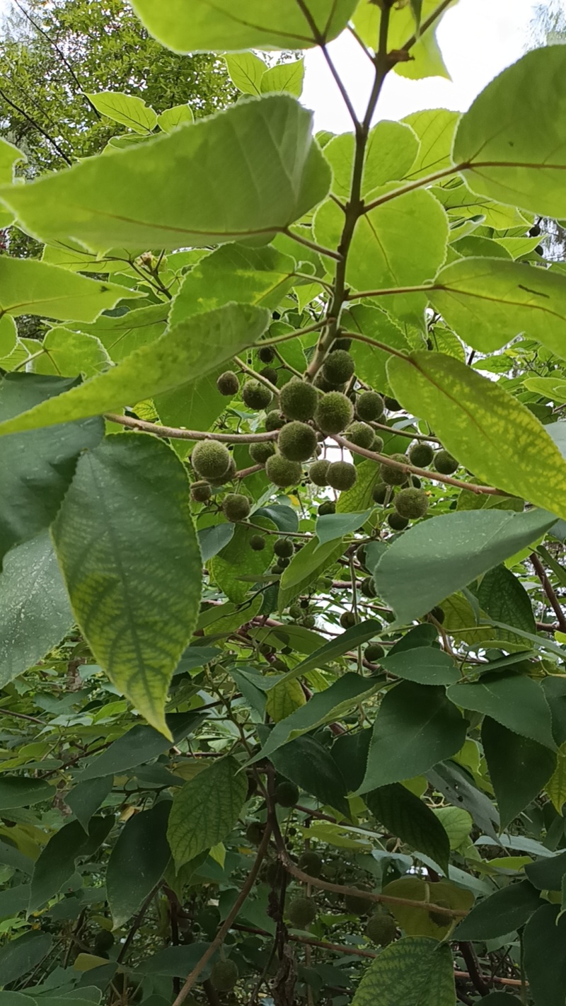 构树果
