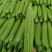 山东蔬菜，苦瓜，大量精品，有货，整车发货，