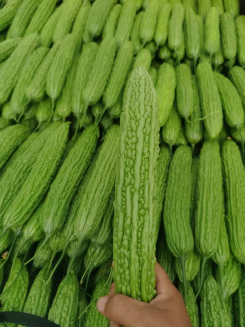山东蔬菜，苦瓜，大量精品，有货，整车发货，