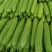 山东蔬菜，苦瓜，大量精品，有货，整车发货，