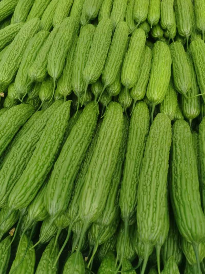 山东蔬菜，苦瓜，大量精品，有货，整车发货，