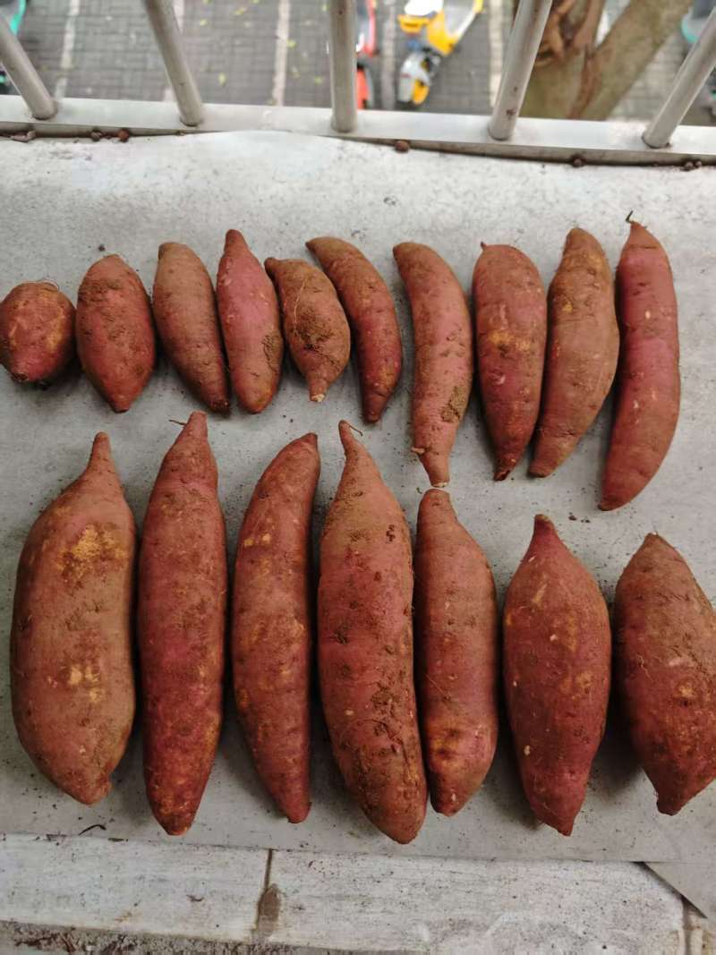榴莲蜜薯甜蜜丝滑西路库玛莎莉红瑶美秀一件代发团购落地配