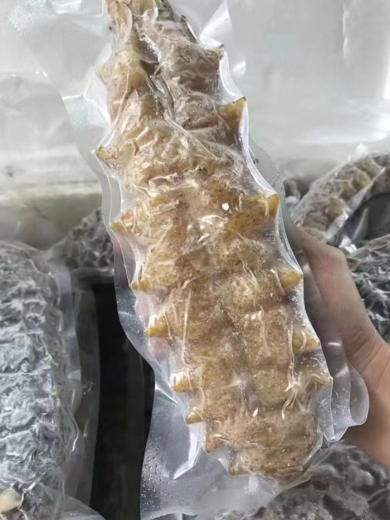 冷冻螺纹参整箱批发产地直发肉质紧实酒店家用煲汤烹饪