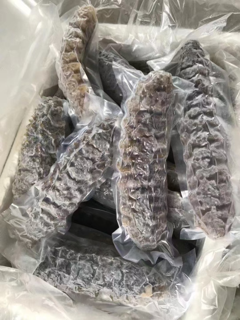 冷冻螺纹参整箱批发产地直发肉质紧实酒店家用煲汤烹饪