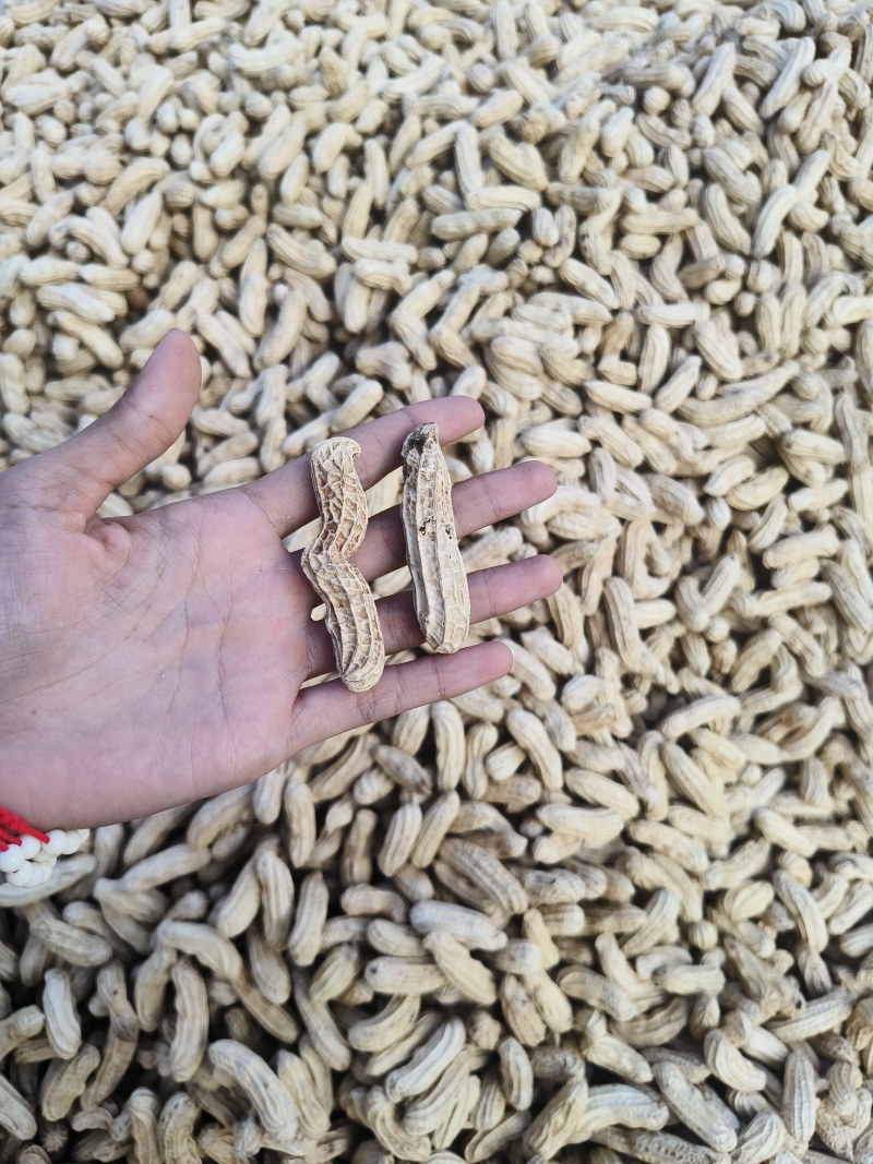 黑花生产地直发品质保障视频看货量大优惠