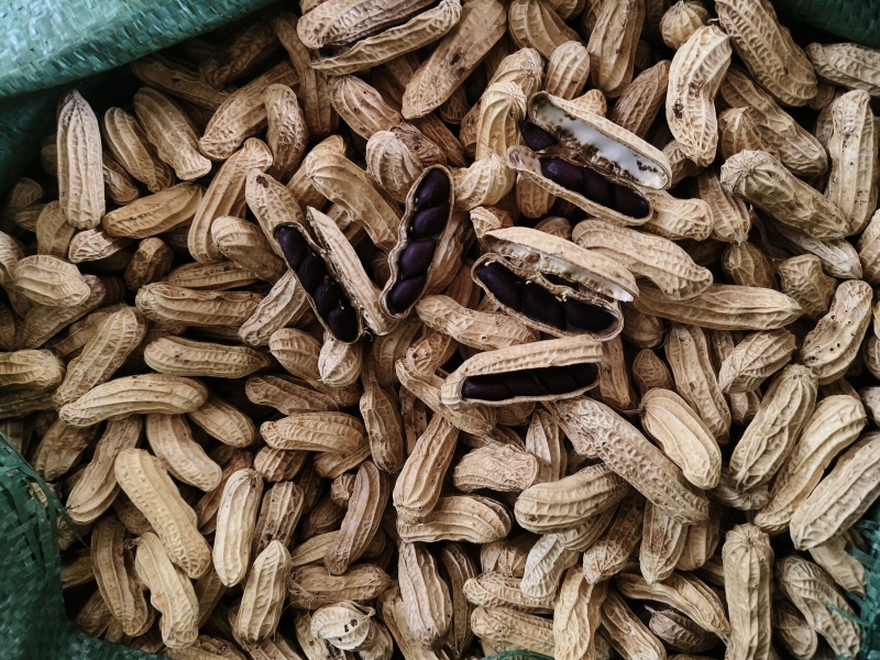 黑花生产地直发品质保障视频看货量大优惠