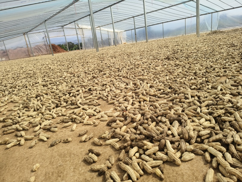黑花生产地直发品质保障视频看货量大优惠