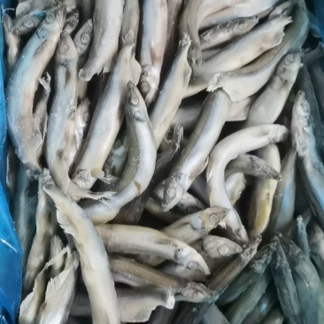 多春鱼质量好厂家新货长期有货可以视频看货