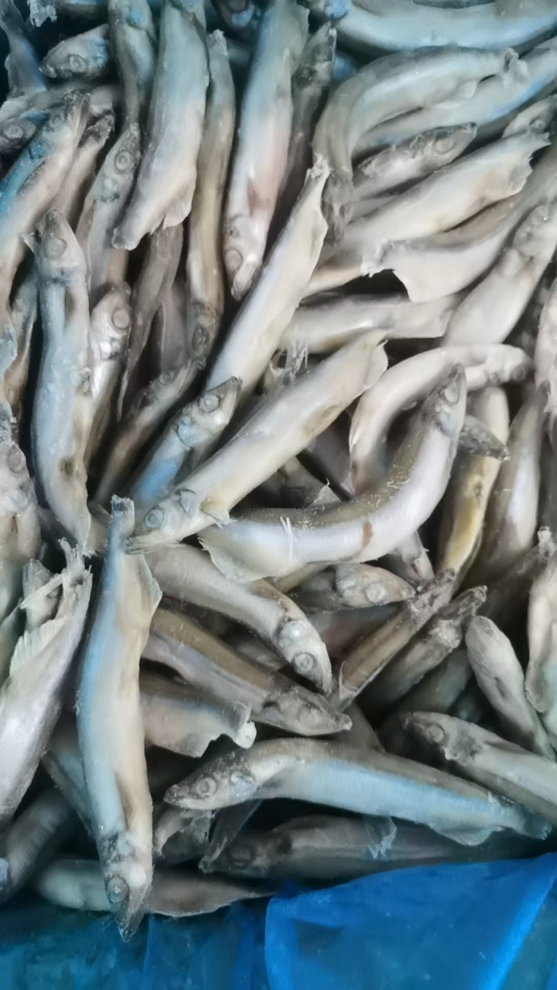 多春鱼质量好厂家新货长期有货可以视频看货
