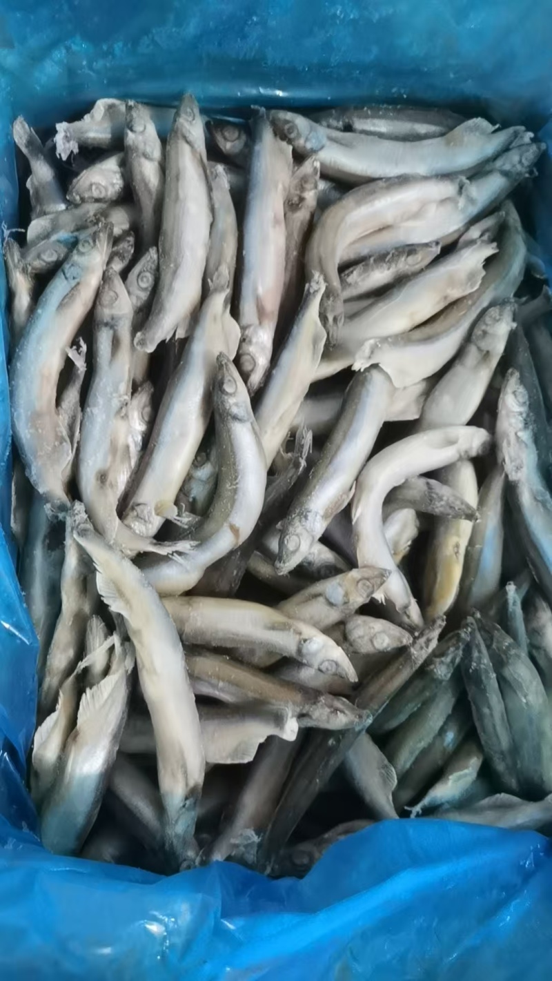 多春鱼质量好厂家新货长期有货可以视频看货