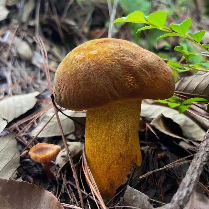 黄濑头：大自然的馈赠，舌尖上的美味。现采现发！