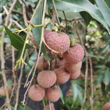 大量上市黑叶荔枝等其他品种