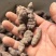 野生三叶青长条干货，中药材批发，规格齐全，量大从优