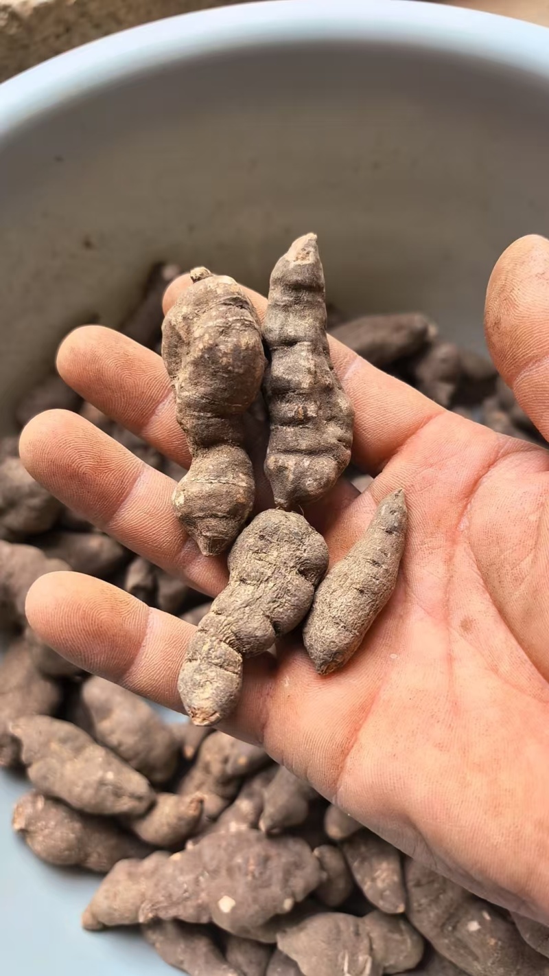 野生三叶青长条干货，中药材批发，规格齐全，量大从优