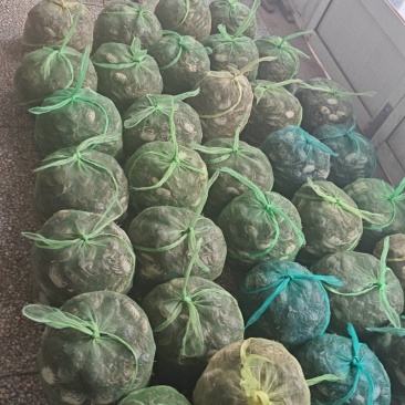 六月黄，精品童子蟹