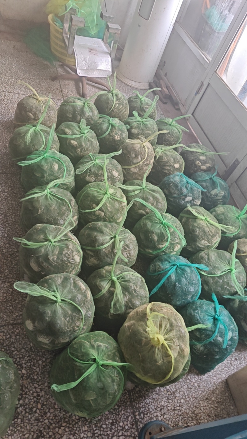 六月黄，精品童子蟹