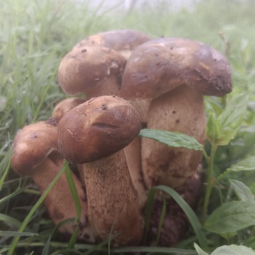 美味牛肝菌：大自然的馈赠，舌尖上的盛宴。现采现发！
