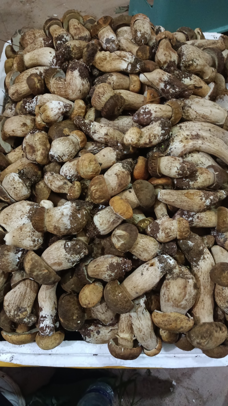 美味牛肝菌：大自然的馈赠，舌尖上的盛宴。现采现发！