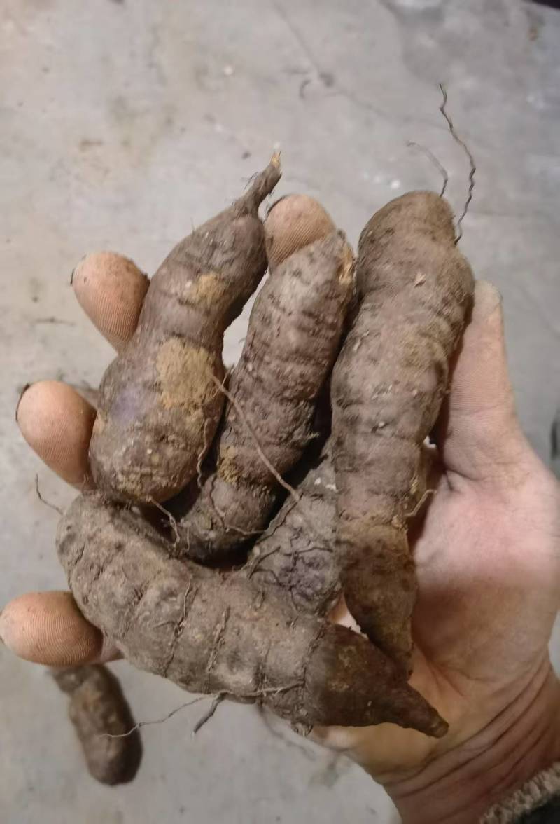 贵州三叶青鲜果，无硫全干净货，产地直发规格齐全，欢迎来电