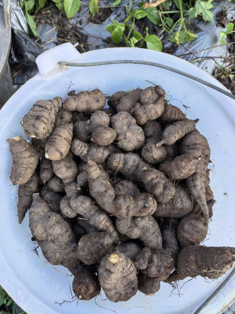 贵州三叶青鲜果，无硫全干净货，产地直发规格齐全，欢迎来电