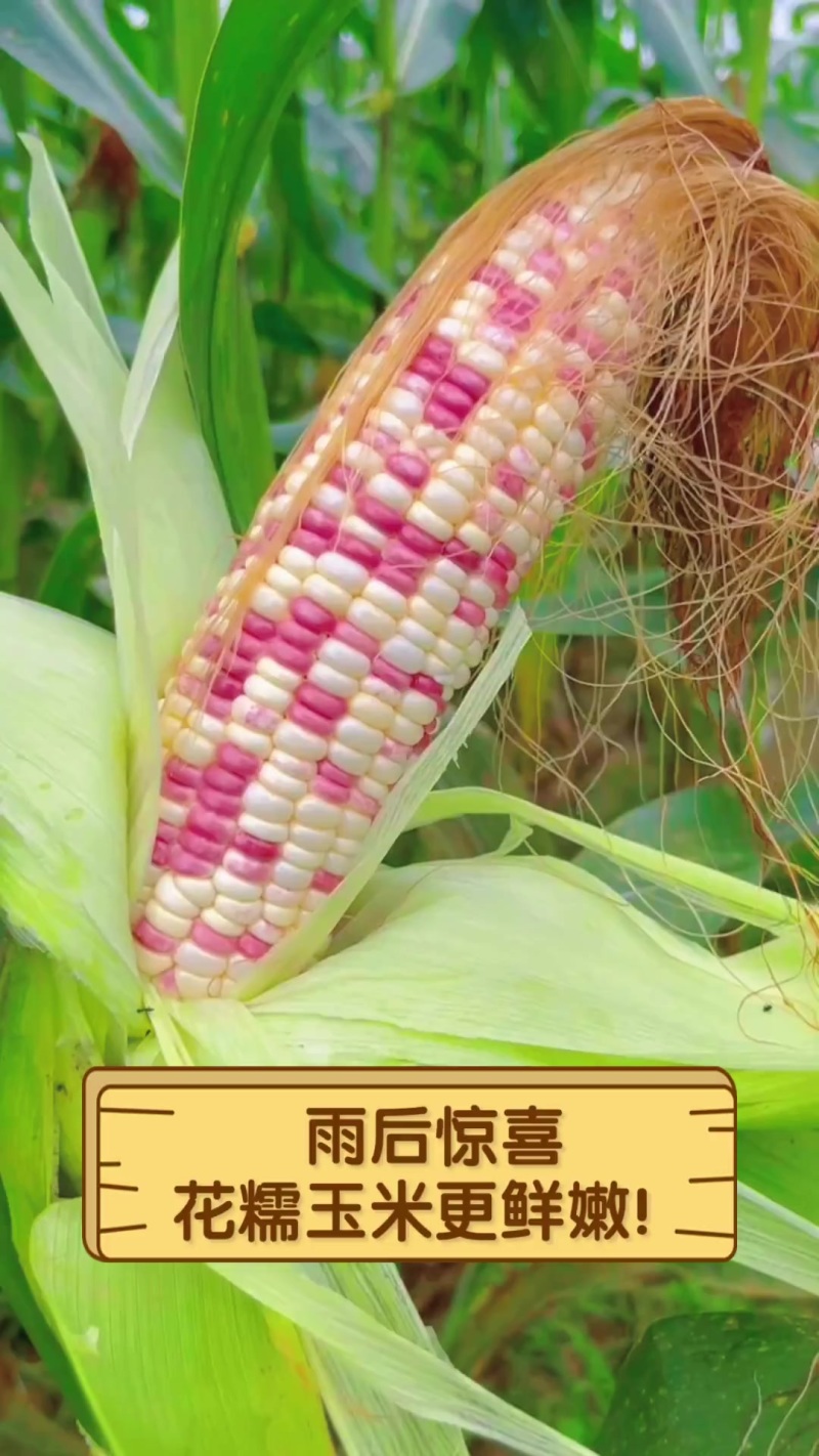【优选】四川糯玉米货源充足市场加工厂电商大量现货