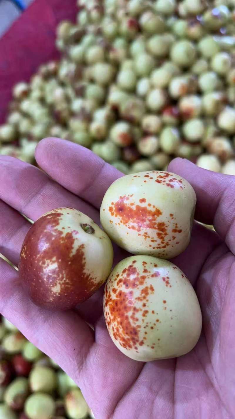 陕西渭南大荔冬枣，精品冬枣，皮薄脆甜多汁大量供应