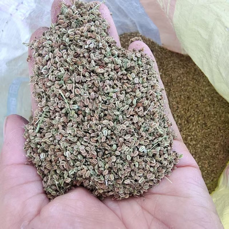 蛇床子现货，可代组织优质大货