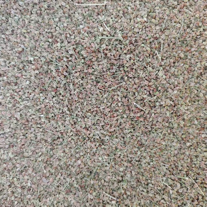 蛇床子现货，可代组织优质大货