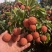桂味上市！大果园