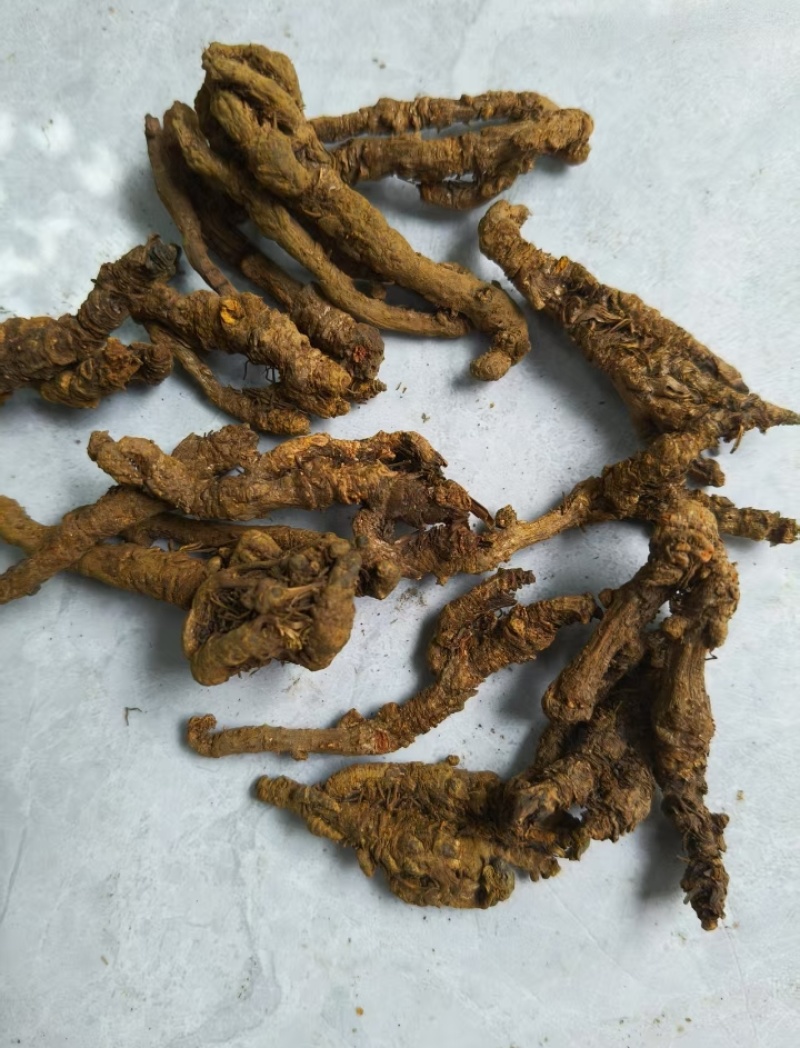 中国黄水黄莲