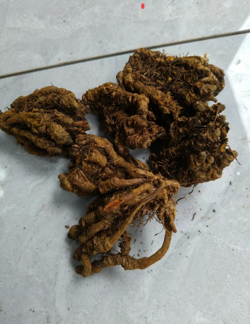 中国黄水黄莲