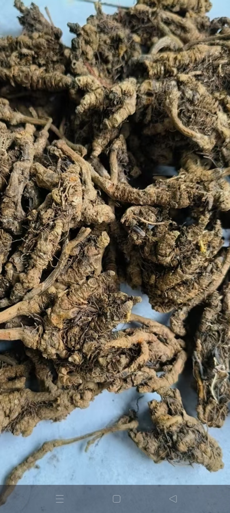 中国黄水黄莲