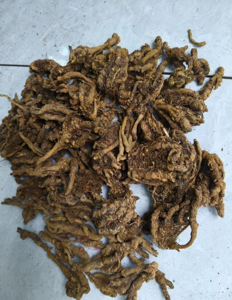 中国黄水黄莲