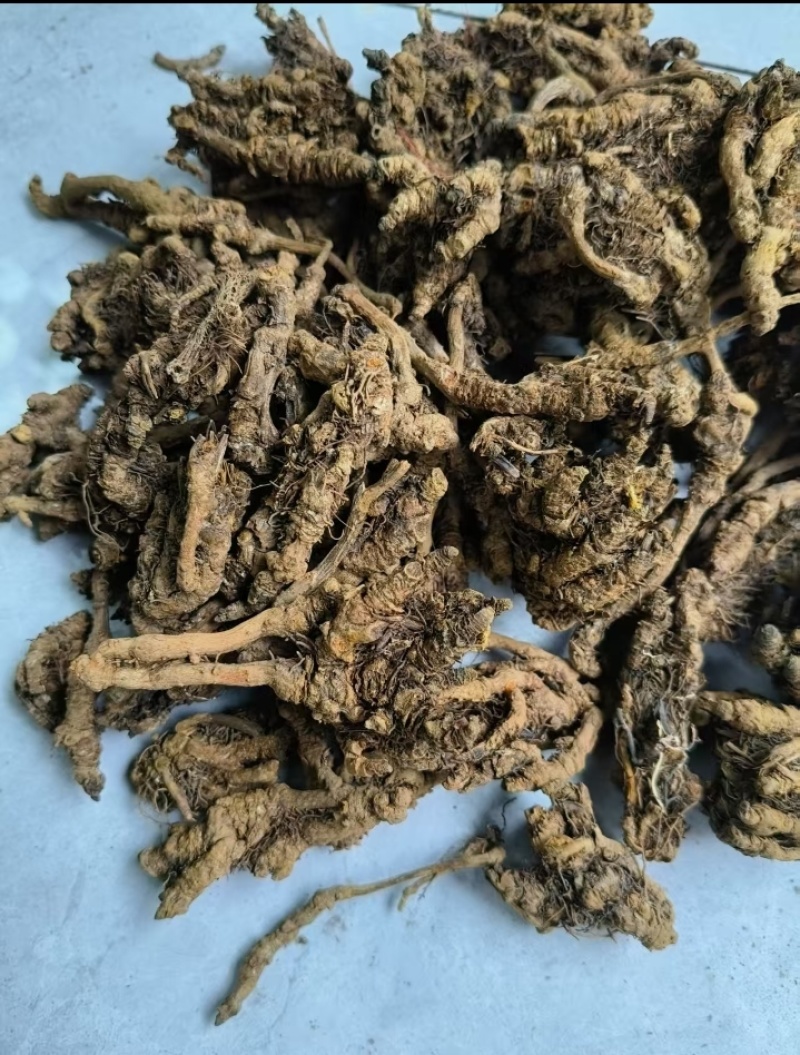 中国黄水黄莲